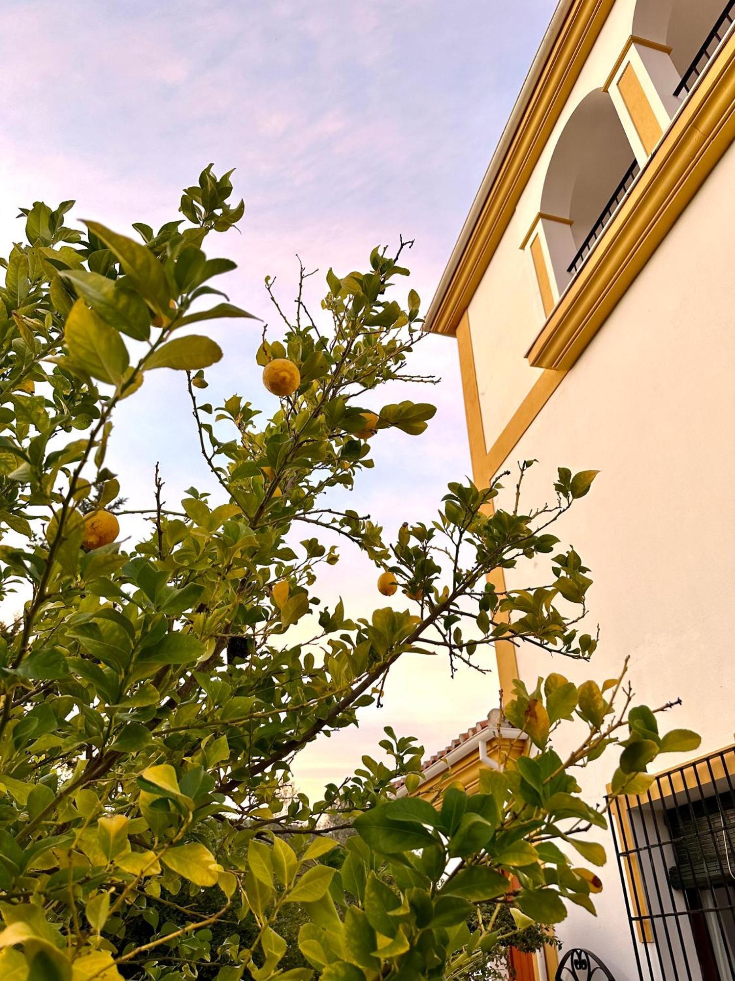 Hotel Hacienda El Tarajal Priego de Córdoba Zewnętrze zdjęcie